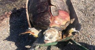 Bodrum sahilinde ölü caretta caretta bulundu