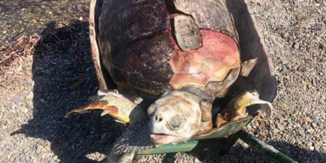 Bodrum sahilinde ölü caretta caretta bulundu