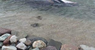 Bodrum'da ölü yunus kıyıya vurdu