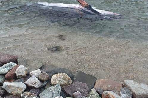 Bodrum'da ölü yunus kıyıya vurdu