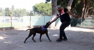 Dedektör köpek Volta'nın "emekliliği" eğitmeni jandarma personelini üzdü