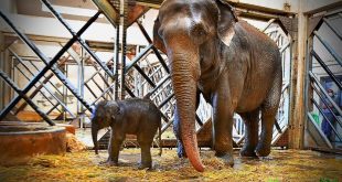 İzmir Doğal Yaşam Parkı'nda yavru fil sevinci