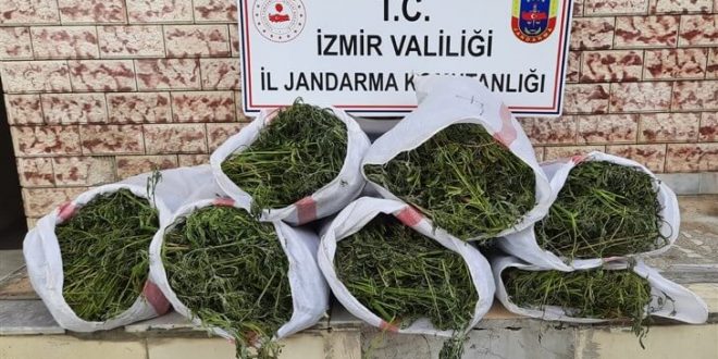 İzmir'de Jandarma operasyonda 27 kilogram esrar ve 756 kök Hint keneviri ele geçirdi