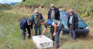 İzmir'in Ödemiş ilçesinde doğaya kınalı keklik bırakıldı