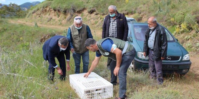 İzmir'in Ödemiş ilçesinde doğaya kınalı keklik bırakıldı