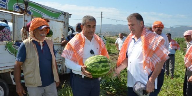 Koçarlı'da cincin karpuzu hasadı başladı