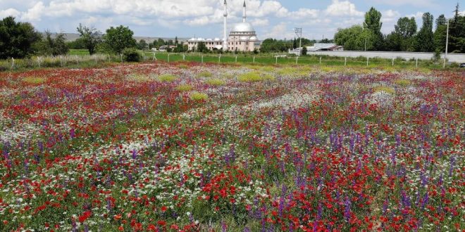 Kütahya'da gelinciklerin rengarenk çiçeklerle uyumu görsel şölen sunuyor