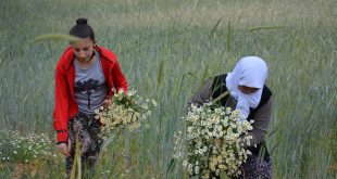 Manisa Demirci'de kadınların papatya mesaisi sürüyor