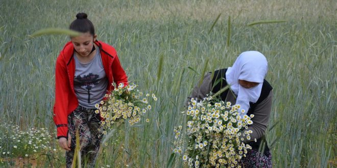 Manisa Demirci'de kadınların papatya mesaisi sürüyor