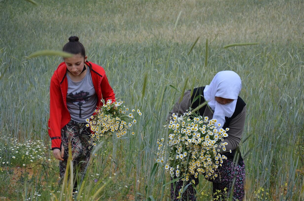 Manisa Demirci'de kadınların papatya mesaisi sürüyor