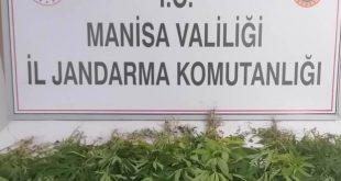 Manisa'da 60 kök Hint keneviri ele geçirildi