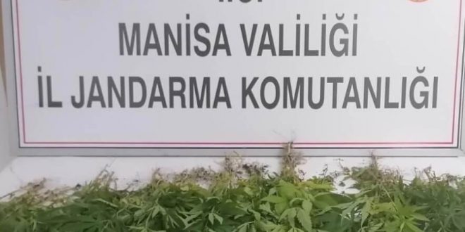 Manisa'da 60 kök Hint keneviri ele geçirildi