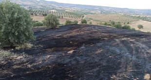 Manisa'da arpa ekili tarla yangında zarar gördü