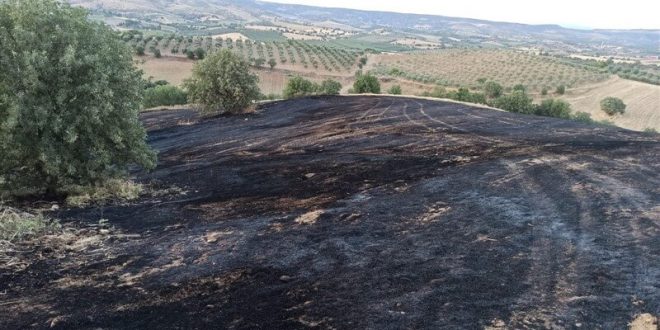 Manisa'da arpa ekili tarla yangında zarar gördü