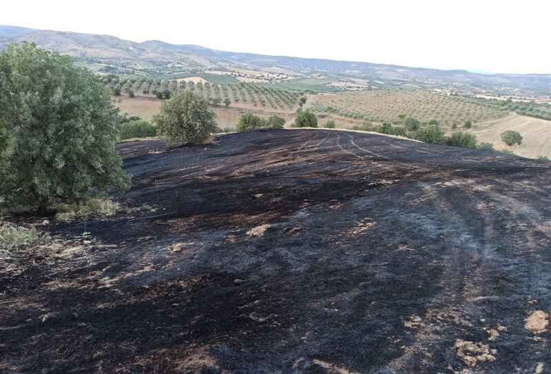 Manisa'da arpa ekili tarla yangında zarar gördü