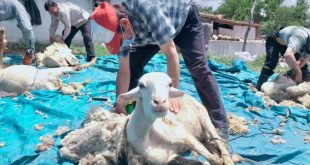 Manisa'da besicilerin "koyun kırkma" mesaisi başladı