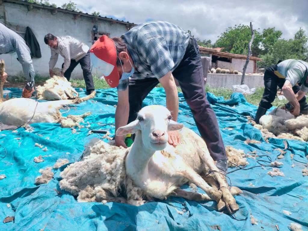 Manisa'da besicilerin "koyun kırkma" mesaisi başladı