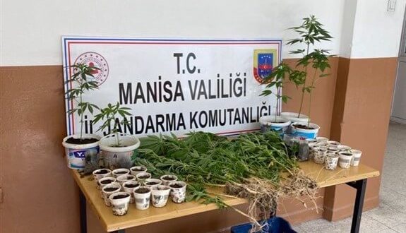 Manisa'da Hint keneviri yetiştiren iki şüpheli fotokapanla tespit edildi