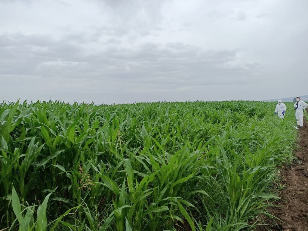 Manisa'da mısır tarlası içinde 168 kök Hint keneviri bulundu