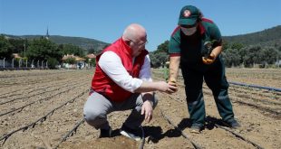 Muğla'da ata tohumlarından yetiştirilen 55 bin fide toprakla buluştu