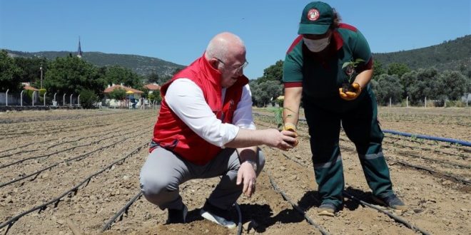 Muğla'da ata tohumlarından yetiştirilen 55 bin fide toprakla buluştu