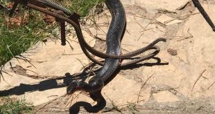 Muğla'da buzdolabının motoruna giren yılan yakalanıp doğaya salındı