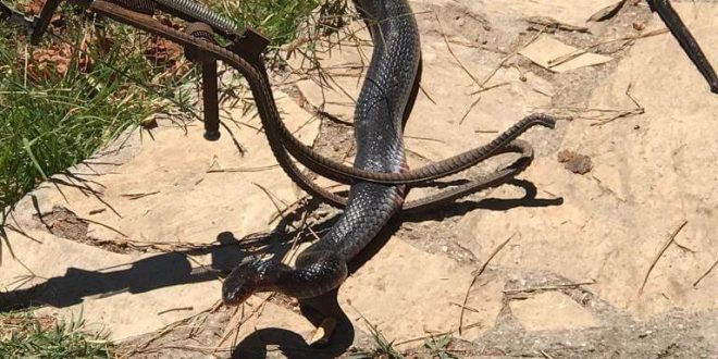 Muğla'da buzdolabının motoruna giren yılan yakalanıp doğaya salındı