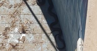 Muğla'da evin içerisine ve havuzuna giren iki yılan çıkarıldı