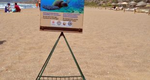 Muğla'da İztuzu Plajı'ndaki caretta caretta yuva sayısı 300'e ulaştı