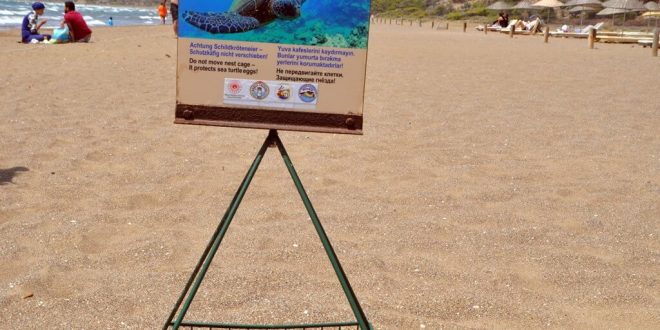 Muğla'da İztuzu Plajı'ndaki caretta caretta yuva sayısı 300'e ulaştı