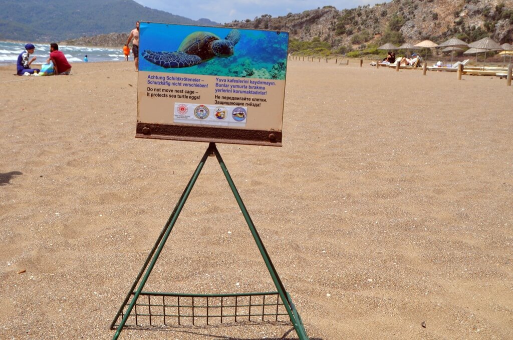 Muğla'da İztuzu Plajı'ndaki caretta caretta yuva sayısı 300'e ulaştı