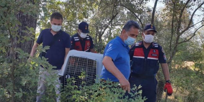 Muğla'da jandarmanın bulduğu yaralı oklu kirpi tedavi altına alındı