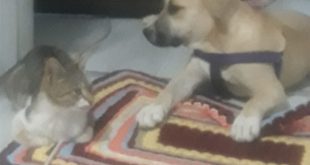 Muğla'da köpek ile kedinin dostluğu şaşırtıyor