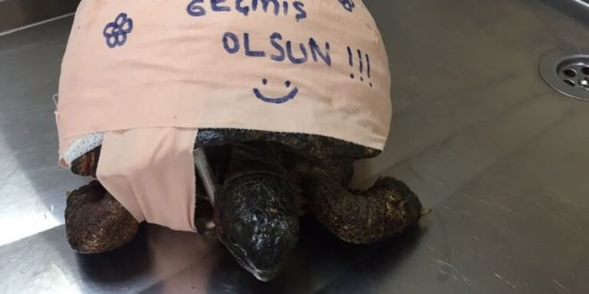 Muğla'da üzerinden aracın geçmesi sonucu yaralanan kaplumbağaya cerrahi müdahalede bulunuldu
