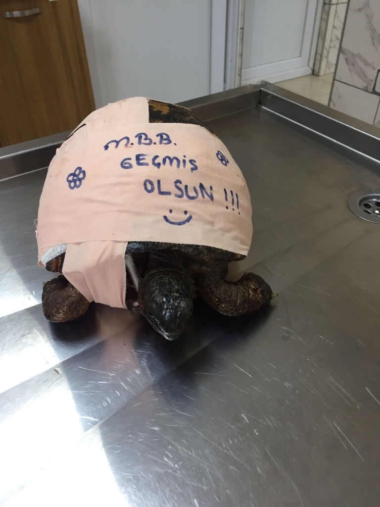 Muğla'da üzerinden aracın geçmesi sonucu yaralanan kaplumbağaya cerrahi müdahalede bulunuldu
