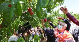 Selçuk'ta şeftali hasadına İzmir Valisi Köşger katıldı