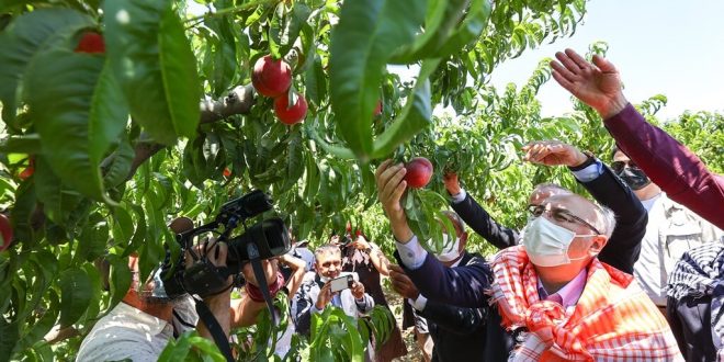 Selçuk'ta şeftali hasadına İzmir Valisi Köşger katıldı