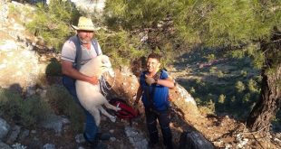 Söke’de dağda mahsur kalan kuzu, AFAD ekibince kurtarıldı