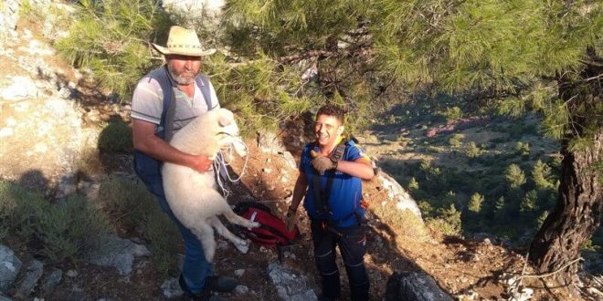 Söke’de dağda mahsur kalan kuzu, AFAD ekibince kurtarıldı