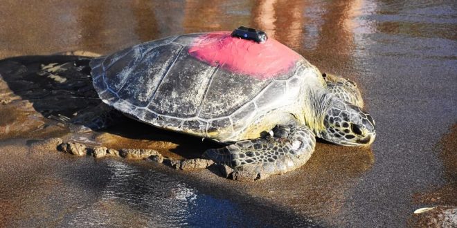 Uydudan izlenen yeşil deniz kaplumbağası "Talay" 3 günde 30 kilometre yol aldı