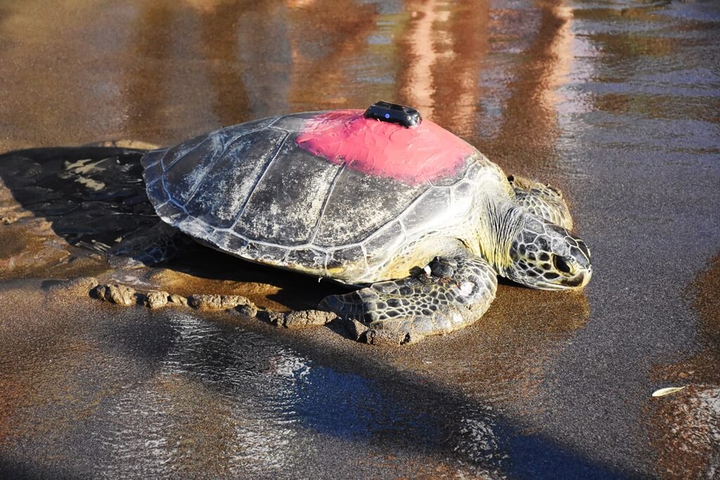 Uydudan izlenen yeşil deniz kaplumbağası "Talay" 3 günde 30 kilometre yol aldı