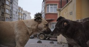 Zeytin ve arkadaşlarının gözünden bambaşka bir İstanbul