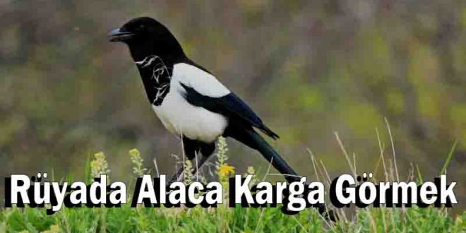 Rüyada Alaca Karga Görmek