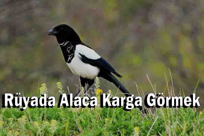 Rüyada Alaca Karga Görmek