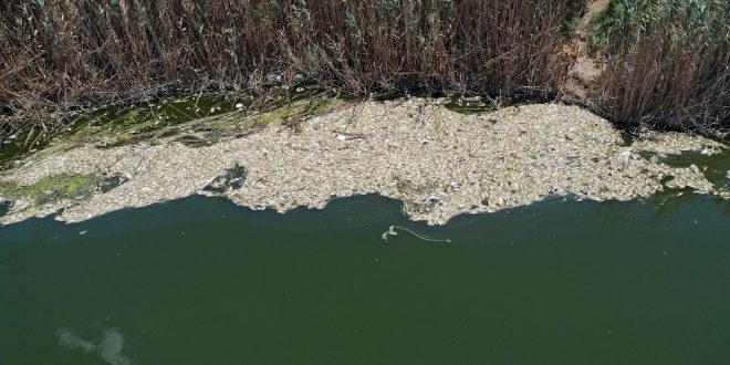 Büyük Menderes Nehri'ndeki toplu balık ölümleri balıkçıları endişelendiriyor