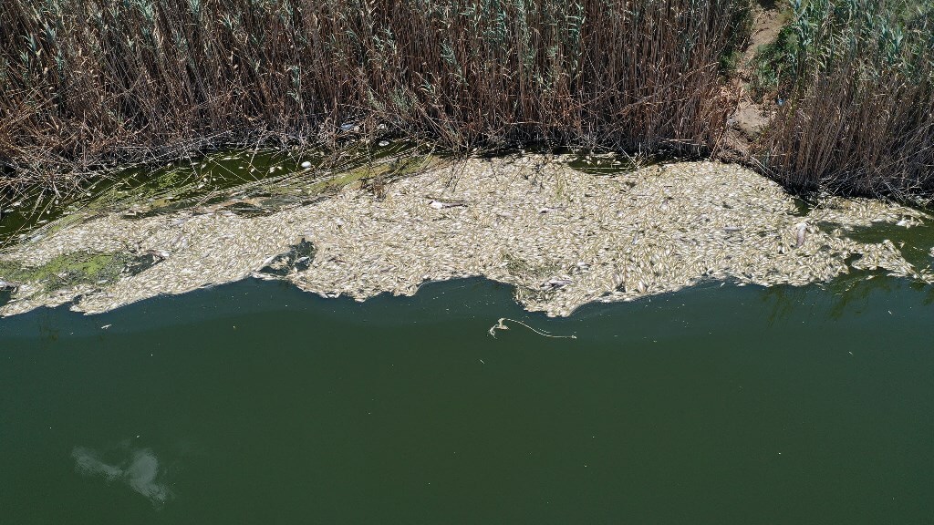 Büyük Menderes Nehri'ndeki toplu balık ölümleri balıkçıları endişelendiriyor