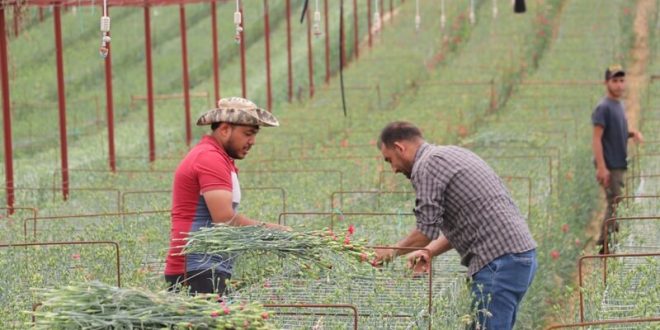 Denizli'den Hollanda ve Rusya'ya karanfil ihracatı