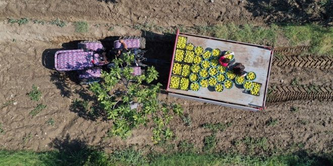 Dünyaca ünlü Aydın incirinde hasat başladı