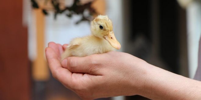 İzmir'de geri dönüşüm kumbarasına atılan ördek yavrusuna esnaf sahip çıktı
