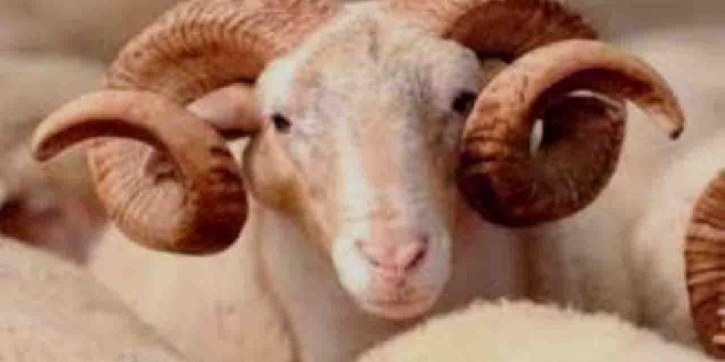 Rüyada Adak Görmek ne anlama gelir? Tabiri Nedir? 35
